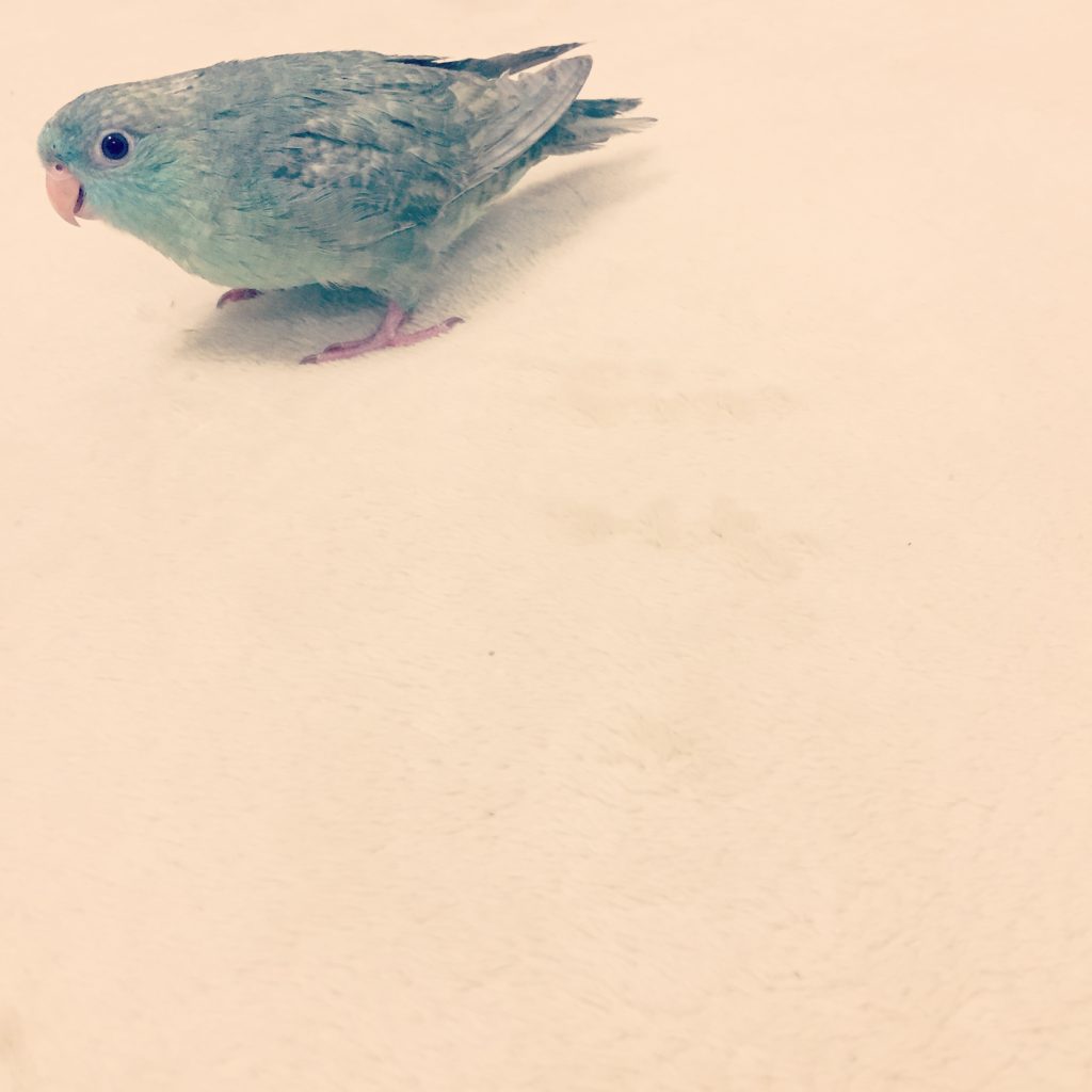 カーペットの上を歩くサザナミインコのなすびくん