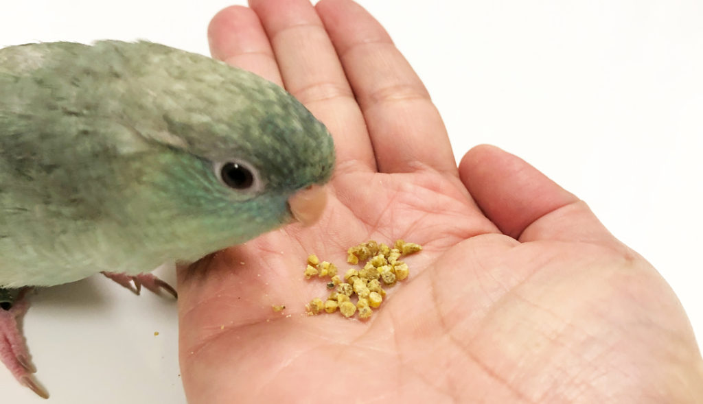 サザナミインコの餌について：成鳥の場合（ペレットとシードの比較） | 鳥くさいどっとこむ