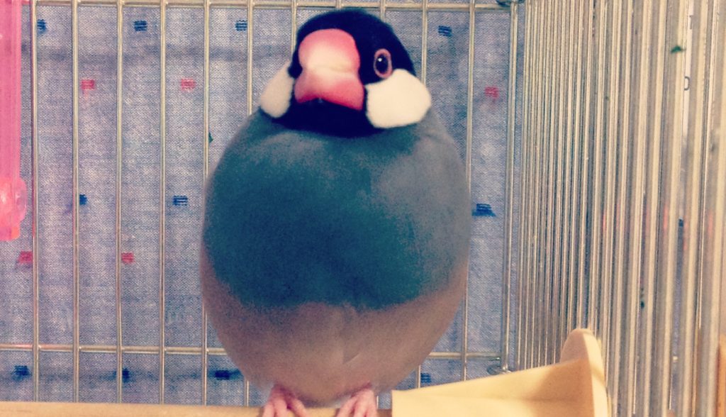 文鳥の飼育用品を揃えよう：成鳥の場合 | 鳥くさいどっとこむ