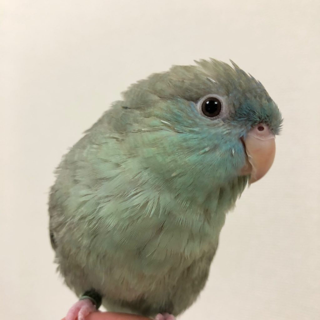 サザナミインコのなすびくん