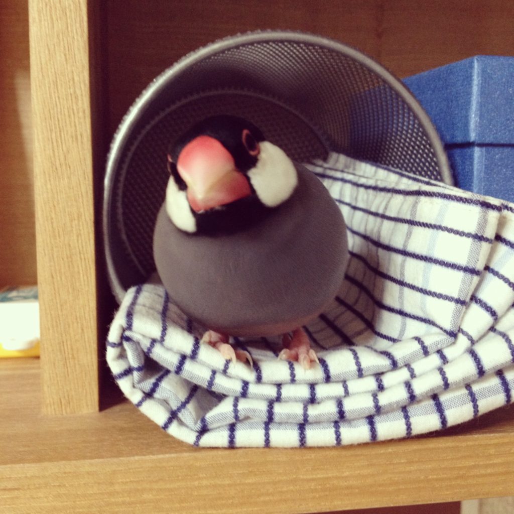 筆入れの中で佇む文鳥のラムネくん