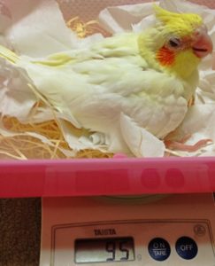 体重計に乗っているオカメインコのリンゴくん