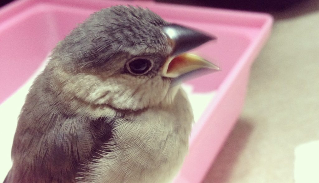 文鳥はどこからお迎えすればいいの ペットショップ ブリーダー 鳥くさいどっとこむ