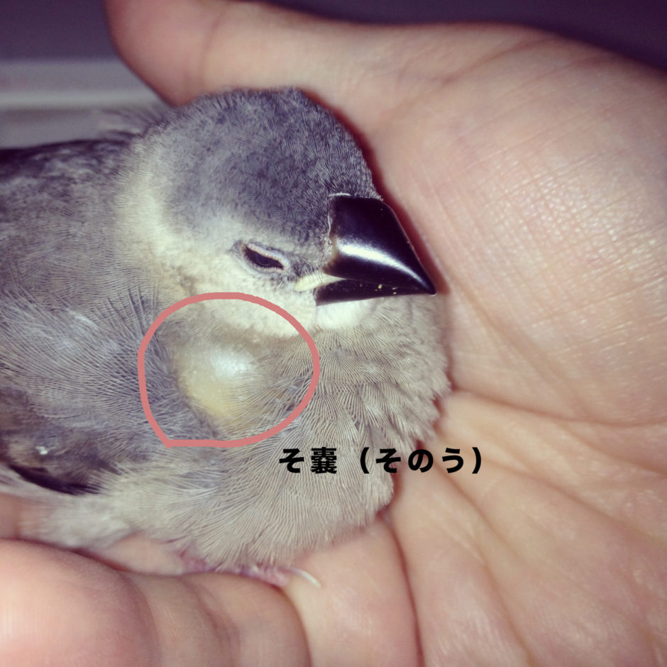 文鳥の餌について:雛(ヒナ)の場合 鳥くさいどっとこむ 文鳥の餌について:雛(ヒナ)の場合 鳥くさいどっとこむ