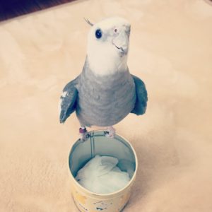 笑顔のオカメインコのポテトくん