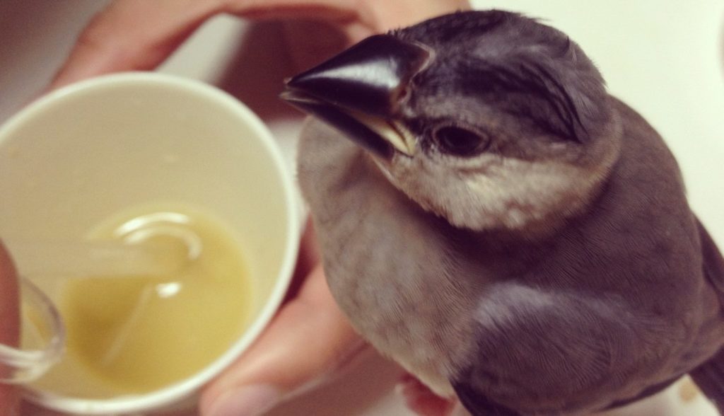 文鳥の餌について 雛 ヒナ の場合 鳥くさいどっとこむ