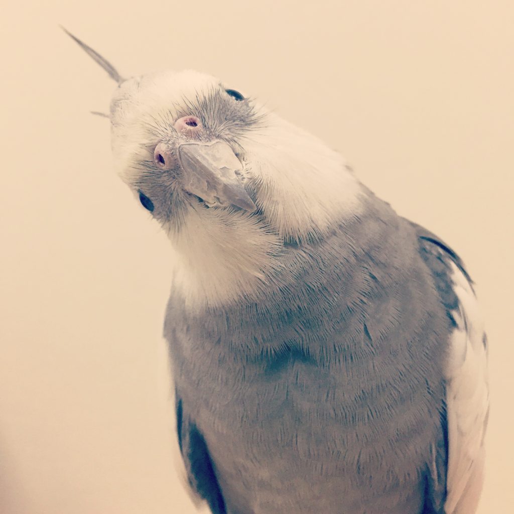 首を傾げるオカメインコのポテトくん
