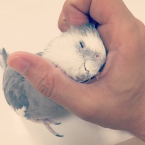 気持ちよさそうにナデナデされるオカメインコのポテトくん