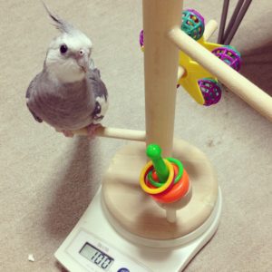 体重計に乗るオカメインコのポテトくん