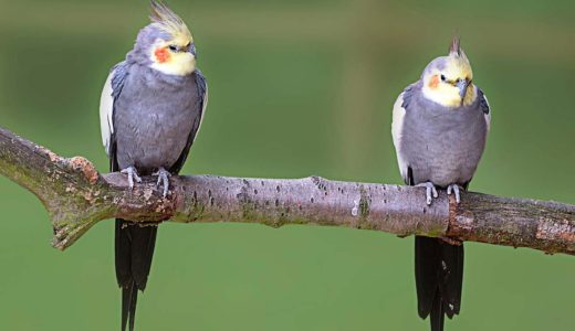 オーストラリアのオカメインコ