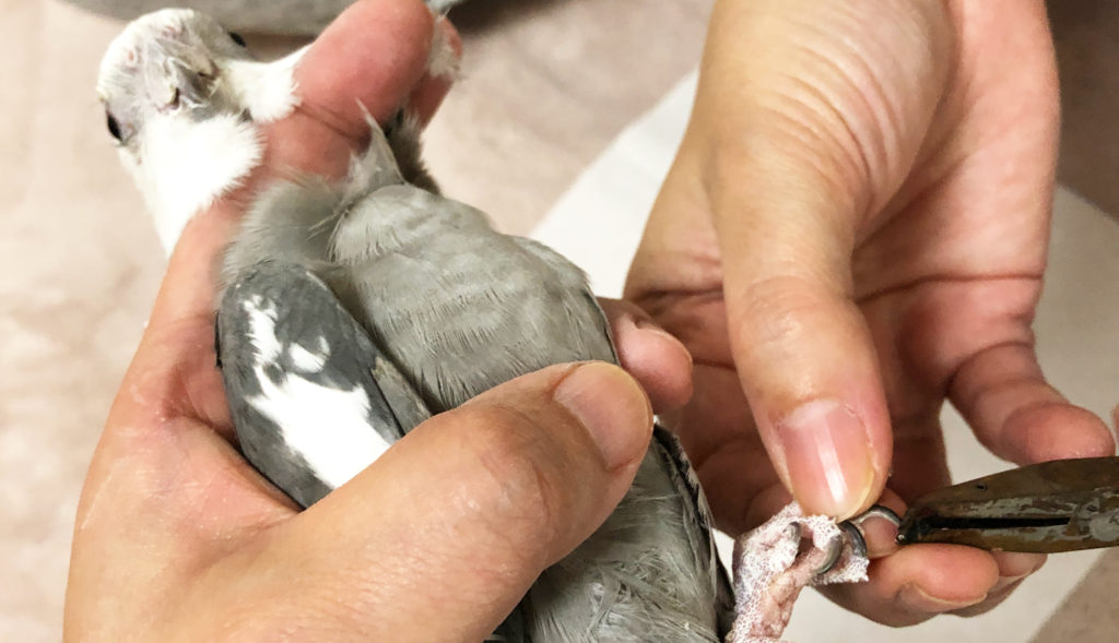 オカメインコの爪切り 爪の切り方 鳥くさいどっとこむ