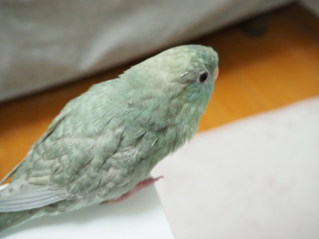 サザナミインコのなすびくんに換羽が訪れたよ 鳥くさいどっとこむ