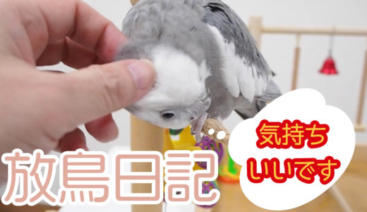 放鳥日記〜Bird’s Vlog〜