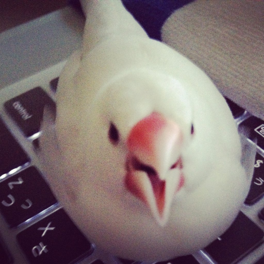 MacBookProの上であくびする文鳥のチロルくん