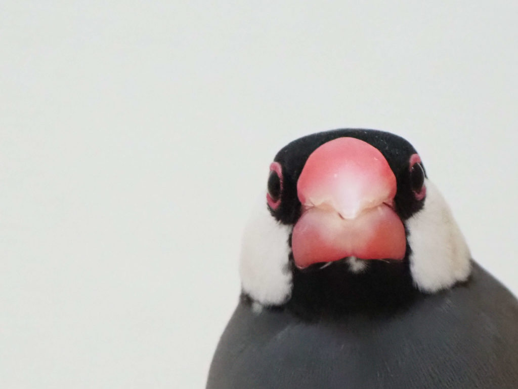 文鳥の魅力 誰がなんと言おうと文鳥の正面顔がいちばん好き 鳥くさいどっとこむ