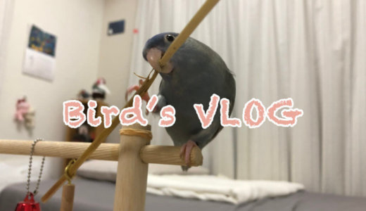〜Bird’s Vlog〜