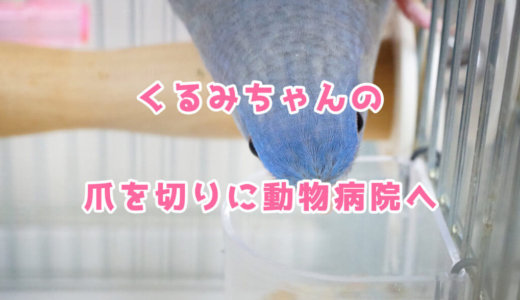 【サザナミインコ】くるみちゃんの爪を切りに動物病院へ