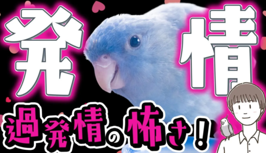 【初心者必見】飼い鳥の発情と過発情の怖さ（インコ）