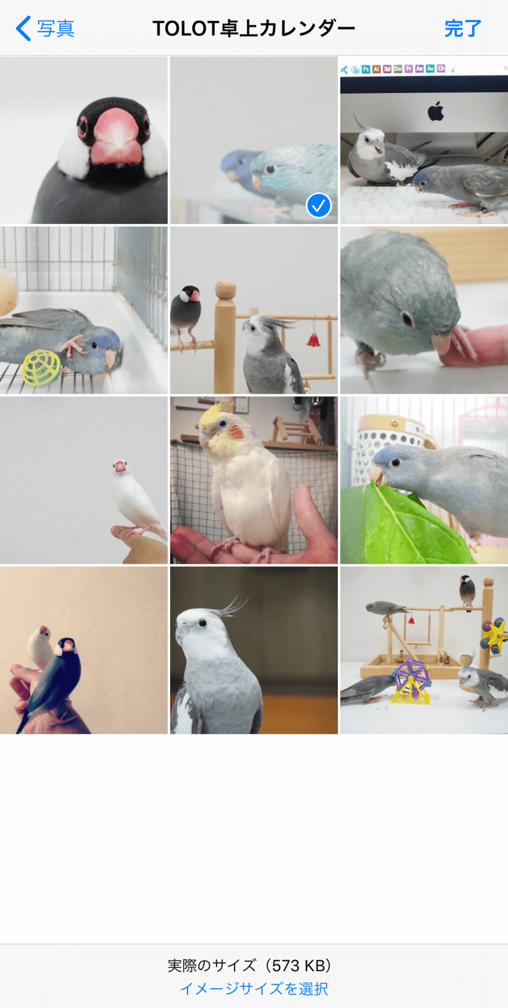 鳥 インコ Tolotで年の愛鳥さんオリジナル卓上カレンダーを作ろう 鳥くさいどっとこむ