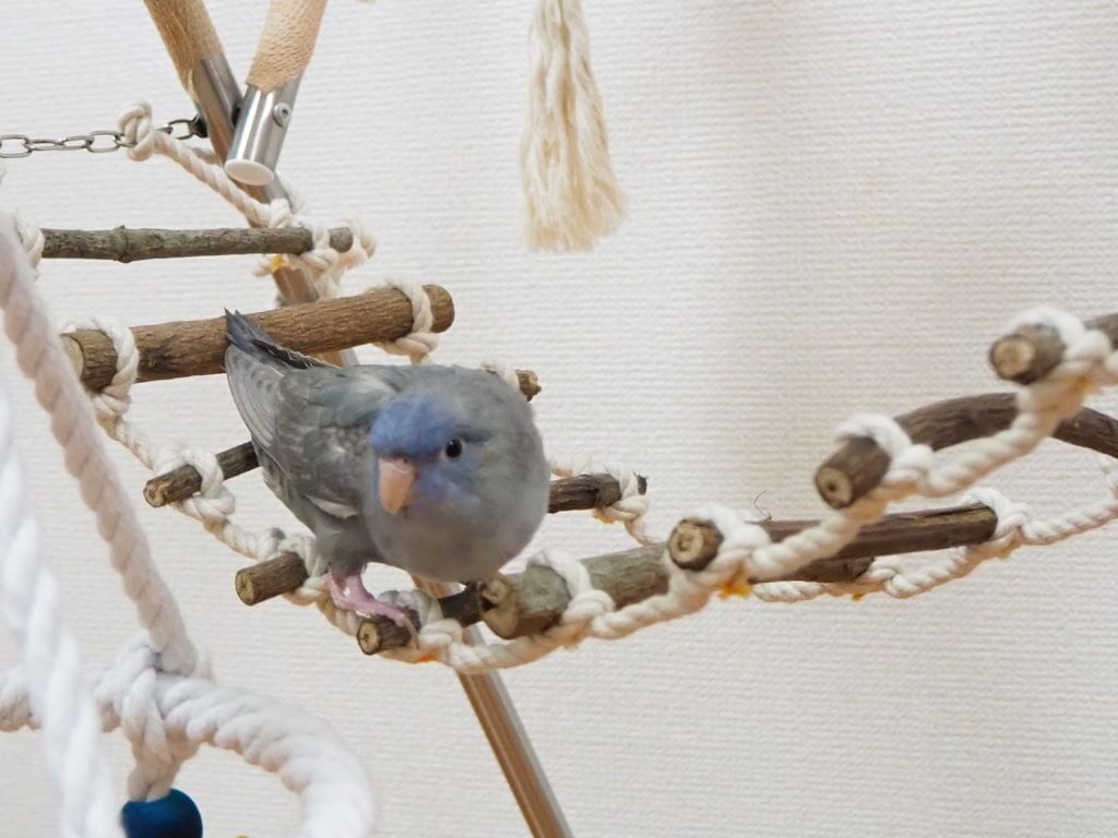 ヤスさん手作りの縄ばしごに乗るサザナミインコのくるみちゃん。