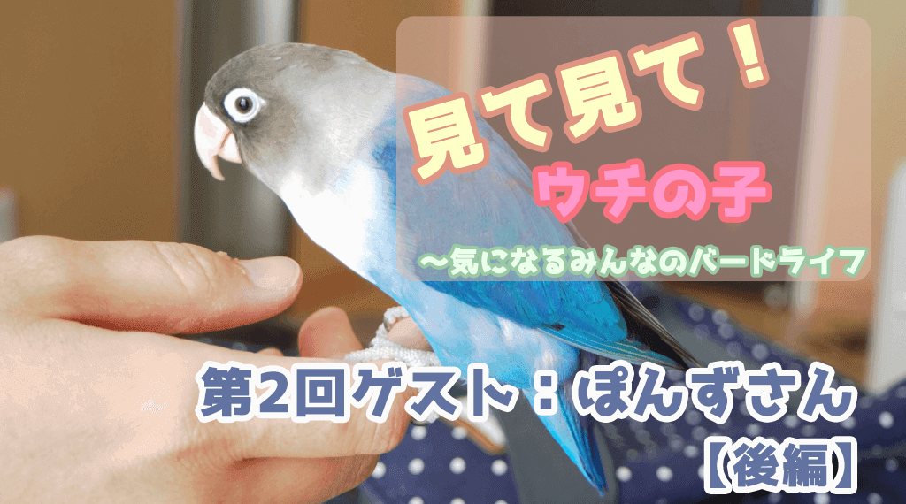 見て見て ウチの子 第2回ゲスト ぽんずさん 後編 鳥くさいどっとこむ 見て見て ウチの子 第2回ゲスト ぽんずさん 後編 鳥くさいどっとこむ