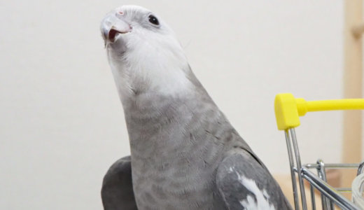 オカメインコのポテトくんが鳴いている