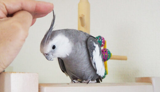 なでてもらおうと頭を下げるオカメインコのポテトくん