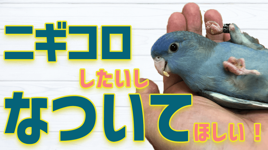 ニギコロしたいし 懐いてほしい 鳥くさいどっとこむ