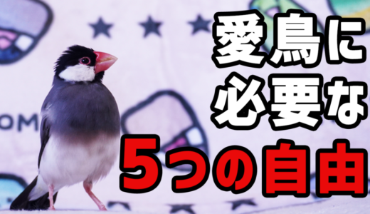 【動物福祉】愛鳥に必要な『5つの自由』【アニマルウェルフェア】