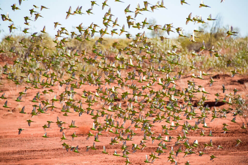 野生のセキセイインコが群れをなして飛んでいる