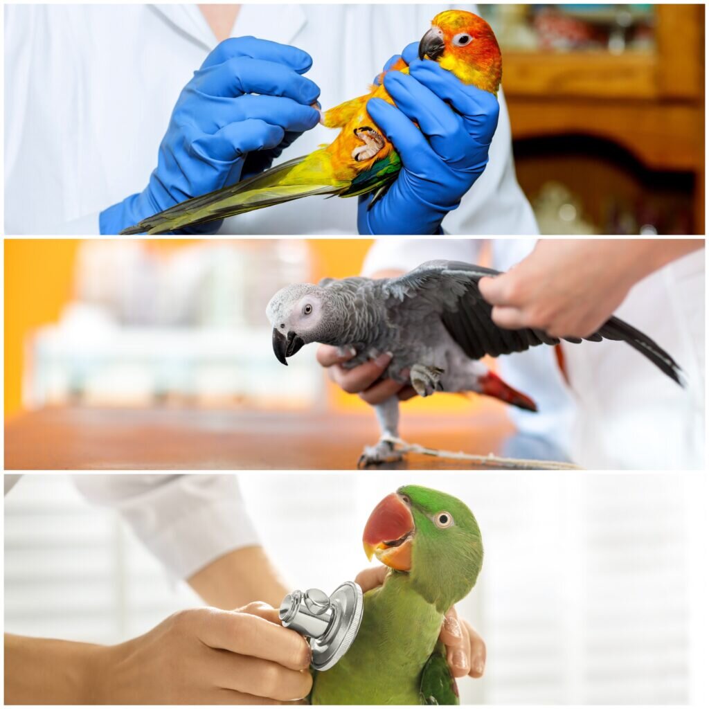動物病院で診察を受ける鳥さんたち