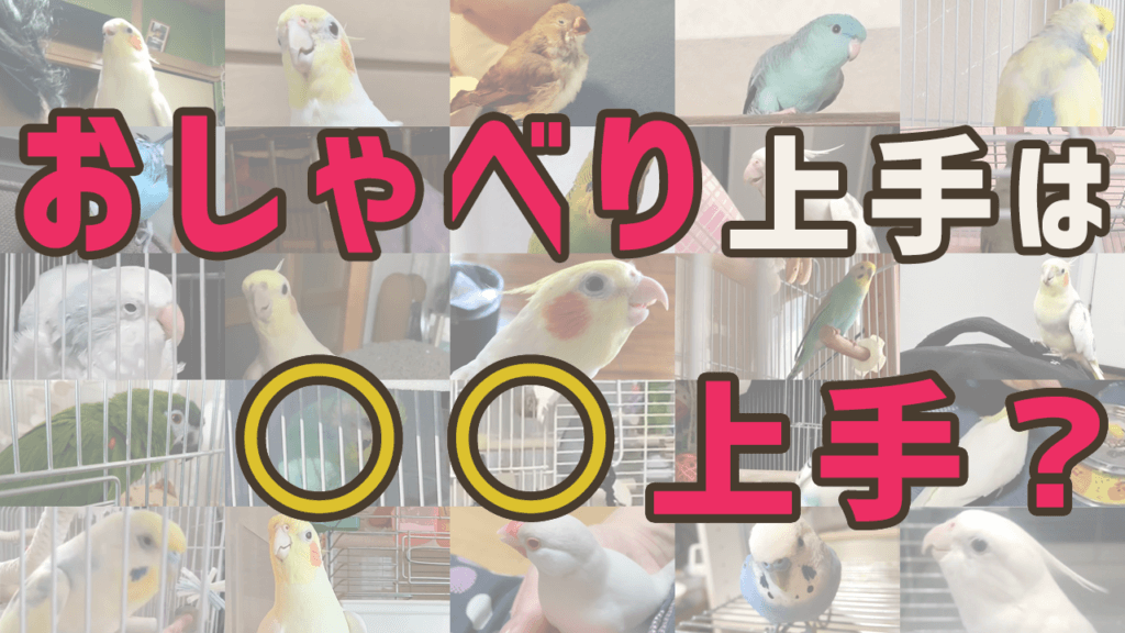 おしゃべりや歌が上手な鳥さん【3つの特徴】 | 鳥くさいどっとこむ