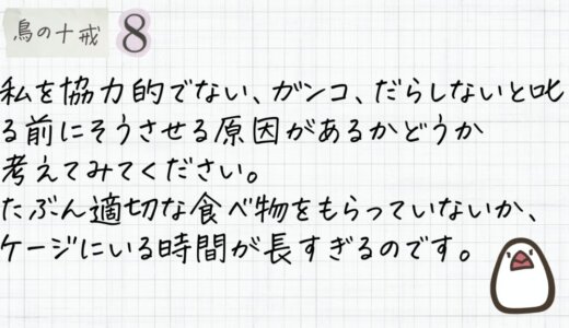 私を協力的でない、ガンコ、だらしないと叱る前に、そうさせる原因があるかどうか考えてみてください。

たぶん適切な食べ物をもらっていないか、ケージにいる時間が長すぎるのです。