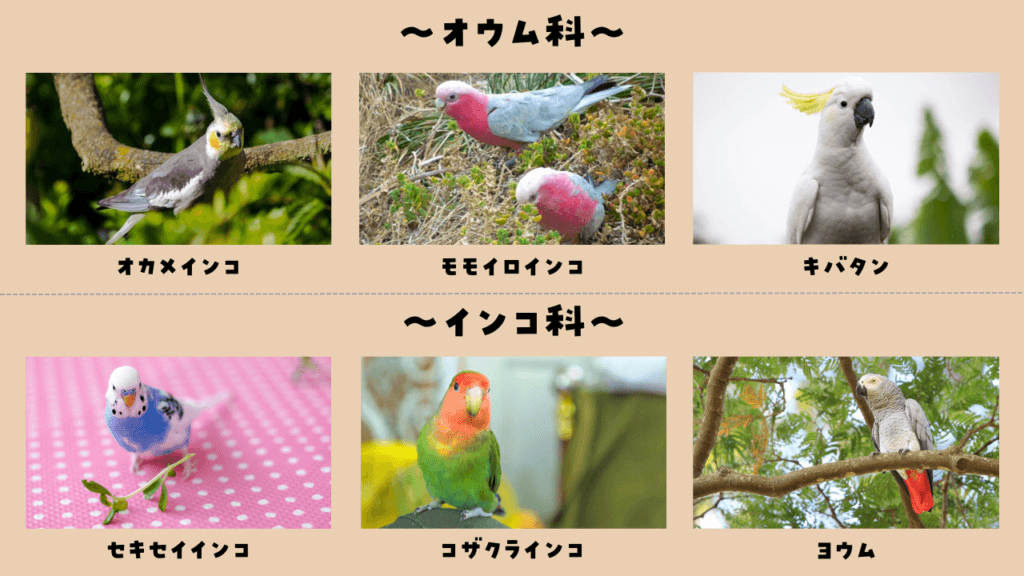 オウム科とインコ科