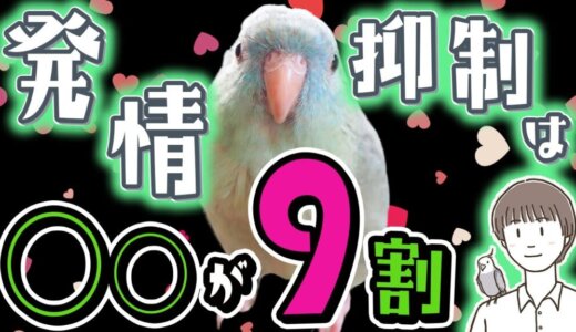 飼い鳥の発情〜インコの発情抑制は〇〇が9割！