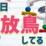 放鳥の必要性〜遊び方・安全対策・時間・ケージへの戻し方を徹底解説！〜