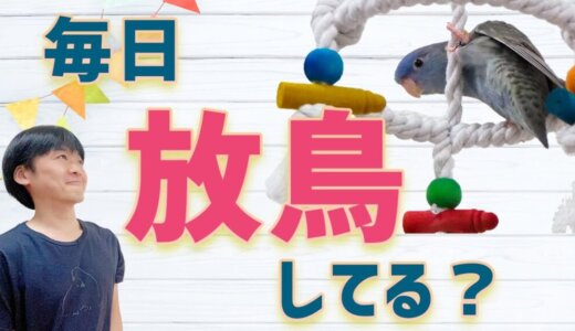 放鳥の必要性〜遊び方・安全対策・時間・ケージへの戻し方を徹底解説！〜